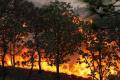 Emergency Declared In Southern Mexico As Forest Fires Rage - Sakshi Post