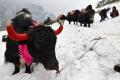 Carcasses of 250 yaks were found in Mukuthang and 50 were found in Yumthang - Sakshi Post