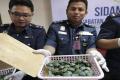 Indians Smuggle Baby Turtles From Malaysia, Arrested - Sakshi Post