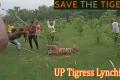 Tigress Trapped, Beaten To Death By Villagers In Pilibhit - Sakshi Post