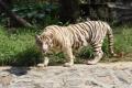 The white tiger was called Badri (Photo courtesy: ANI) - Sakshi Post