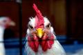 A Pet Rooster - Sakshi Post