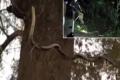 15-ft-long King Cobra Caught In AP - Sakshi Post