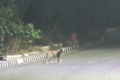 screen grab of the video screen grab of the video - Sakshi Post