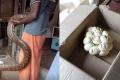 Phyton With Eggs Found In A Jewellery Shop - Sakshi Post