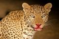 Leopard Leopard - Sakshi Post