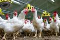 The price of chicken in the two Telugu states has skyrocketed. - Sakshi Post