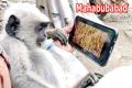 Mahabubabad: Video of monkey drinking milk watching Bullettu bandi song - Sakshi Post