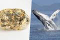 Ambergris, whale vomit - Sakshi Post