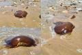 Netizens Go Gaga Over Unidentified Brown Creature in Australia, See Pics - Sakshi Post