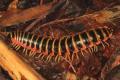 World's 1st 'True' Millipede with 1,306 Legs Discovered In Australia, Pics Surface - Sakshi Post