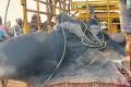 Kakinada: Giant Manta Ray Weighing 300 Kgs Caught By Fisherman In Uppada - Sakshi Post