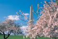 CherryBlossomWashingtonDC - Sakshi Post