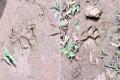 Elusive Royal Bengal Tiger Adapts To AP, Enters Anakapalle District Now - Sakshi Post
