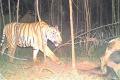 Kakinada: Operation Cage Continues As Elusive Tiger Still Roams Free - Sakshi Post