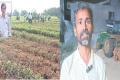 Tirupati Farmer Destroys Own Crop For Lokesh's Padayatra Publicity, Blames YSRCP - Sakshi Post