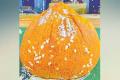 - Sakshi Post