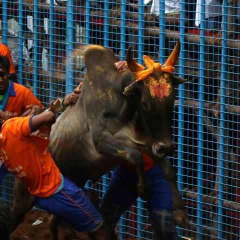 PETA India unhappy with SC verdict on Jallikattu - Vimarsana News