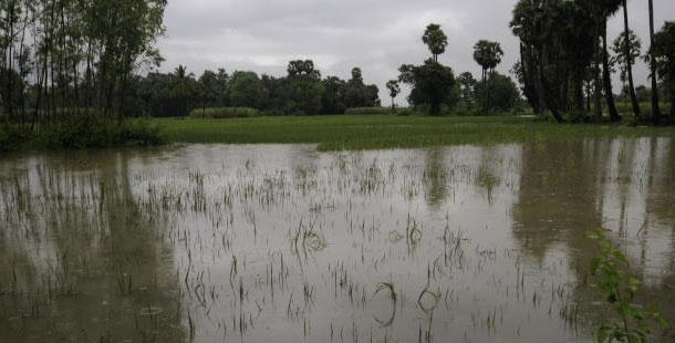 AP rains claim 17 lives, cause huge crop damage - Sakshi Post