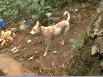 Visakhapatnam: Stray dogs maul, kill 15-yr-old disabled girl - Sakshi Post