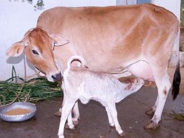 Cow and calf new residents of Goa Raj Bhavan - Sakshi Post