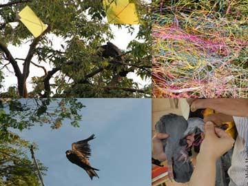 Bird lovers call for boycott of Chinese &#039;manja&#039; - Sakshi Post