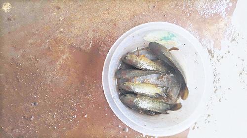 It rained fish in Vijayawada - Sakshi Post