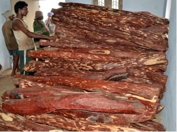 3 red sanders smugglers arrested, logs worth over Rs 2 cr seized - Sakshi Post