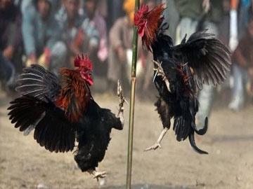 Stage Set for Cockfights Despite Government Ban - Sakshi Post