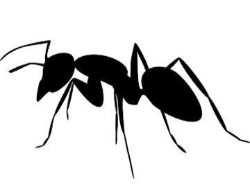 New species of ant which build maze-like nests found - Sakshi Post