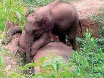 Baby elephant crying by his dead mom - Sakshi Post