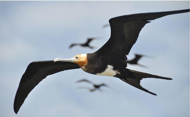 Frigate birds can fly for months without landing - Sakshi Post