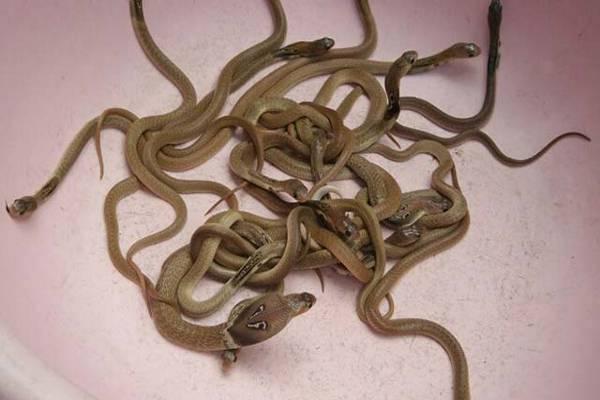 The baby cobras were 16 to 27 centimetres long - Sakshi Post