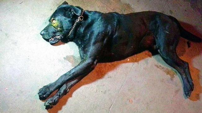 The Labrador succumbed to injuries after battling for life for two days. - Sakshi Post