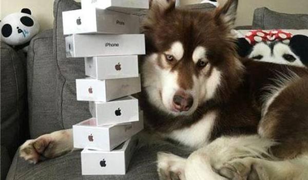 China’s richest dog poses with its 8 new iPhone 7s - Sakshi Post