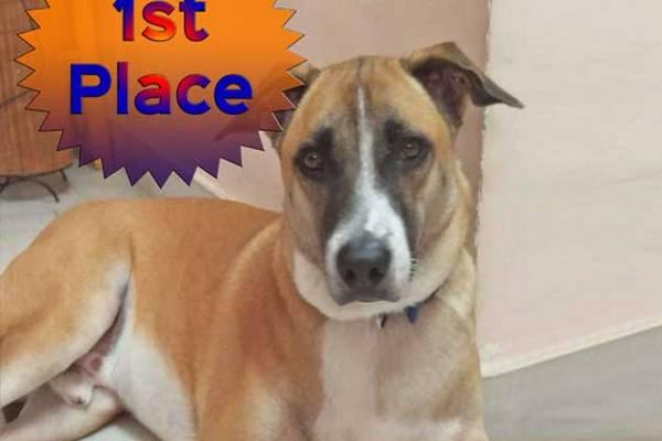 Rosco, whose guardian is Spandana Raj, beat out nine other finalists to win the contest Rosco, whose guardian is Spandana Raj, beat out nine other finalists to win the contest - Sakshi Post