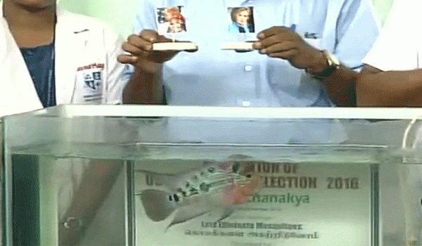 Chanakya the fish deciding on the US election winner - Sakshi Post