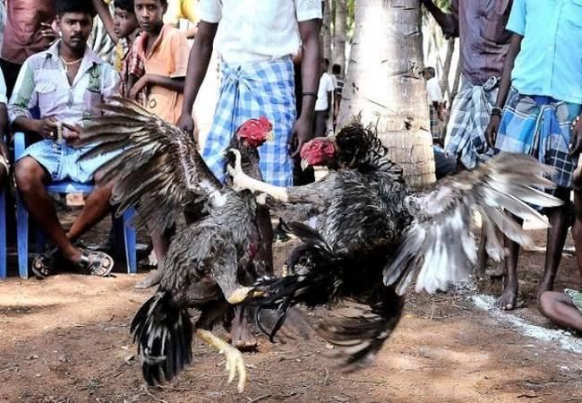 Cockfighting is seen during the harvest festival Sankranti - Sakshi Post