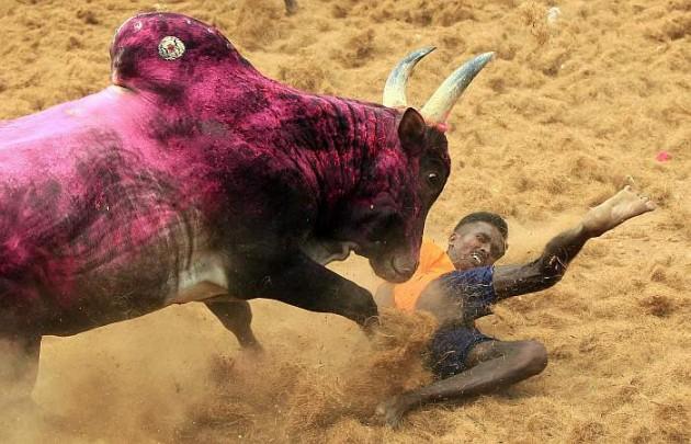 PETA’s remarks came on a day when the Supreme Court rejected a plea urging it to pass judgement on bull taming sport Jallikattu before the harvest festival of Pongal on Saturday - Sakshi Post