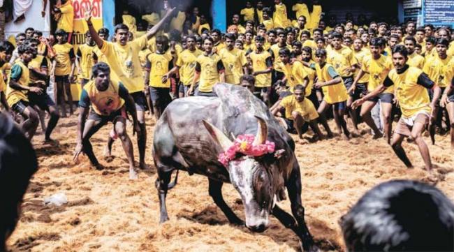 Jallikattu began in parts of Tamil Nadu on Sunday with traditional fervour. (file photo) - Sakshi Post