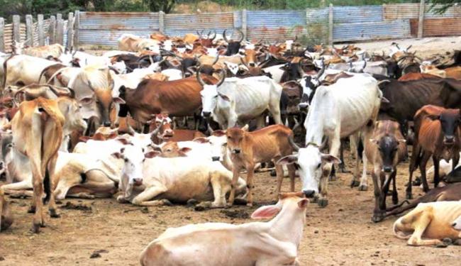 The row over beef eating and cattle trade has sparked a nationwide controversy and protests have been held in several states, including Tamil Nadu, Kerala and Karnataka. - Sakshi Post