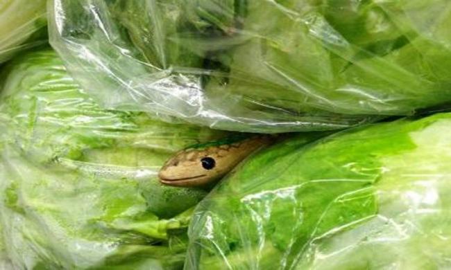 The Mother and her teenage daughter fell ill after they accidentally cooked and ate a baby snake along with the cabbage - Sakshi Post
