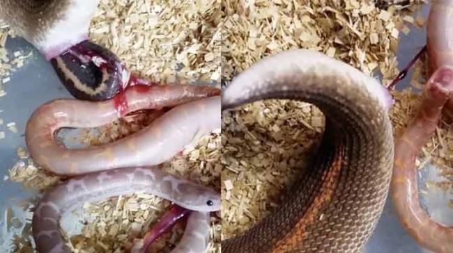 Beware! Footage is not for the faint hearted. If you have ever seen how beautiful giving birth is, here is the video of boa snake gives birth to six babies. - Sakshi Post
