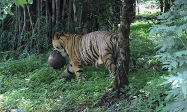 the tiger, named ‘Panna’ with the softball - Sakshi Post