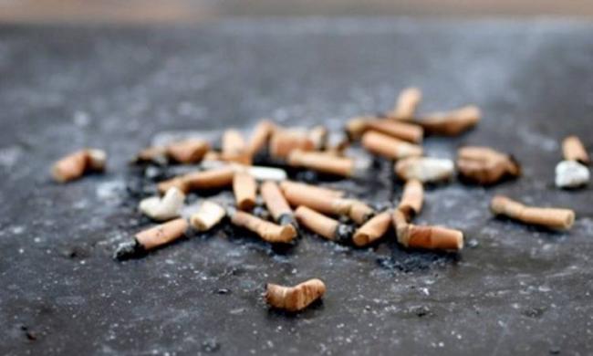Cigarette butts thrown into garbage as trash can be turned into a valuable resource for killing mosquitoes Cigarette butts thrown into garbage as trash can be turned into a valuable resource for killing mosquitoes - Sakshi Post