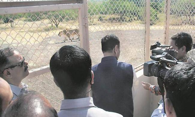 Chief Minister Vijay Rupani at the lion safari park in Ambardi - Sakshi Post