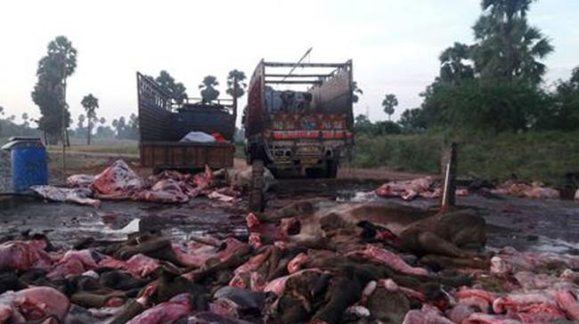 30 camels were butchered in the fields at Ukondi village in Munugodu - Sakshi Post