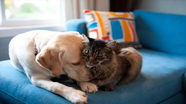The findings showed that while dogs have about 530 million cortical neurons, cats have 250 millio - Sakshi Post