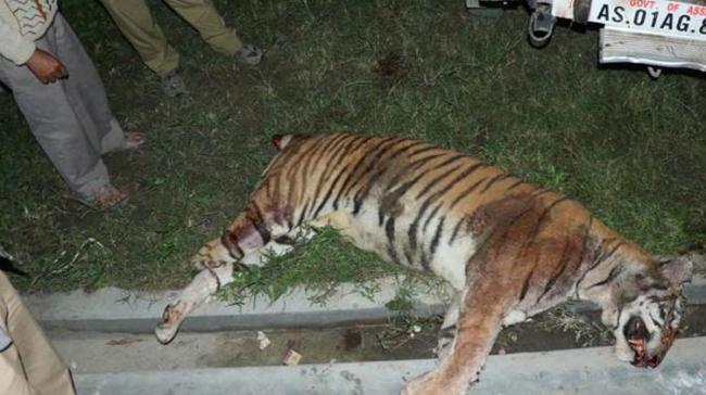 A 5-6-year-old tigress was hunted down by four villagers in Sonkhar village under Bhargat division of Seoni district on January 13.&amp;amp;nbsp; - Sakshi Post