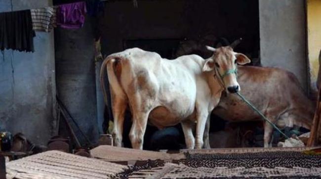 On closer scrutiny, the owner found that someone indulged in bestiality and lodged a complaint with the police. (Representational image)&amp;amp;nbsp; - Sakshi Post